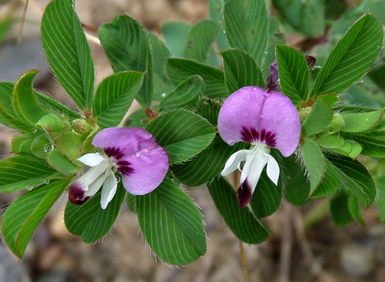 {Kummerowia stipulacea}